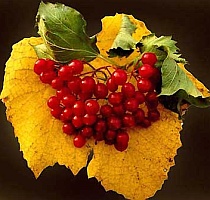 Осенние ягоды: чем полезны калина, брусника и рябина...